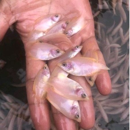 Gurame Padang nguku jempol paketan