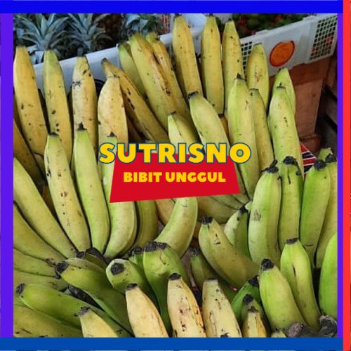 Bibit Pisang Ambon Kuning Super