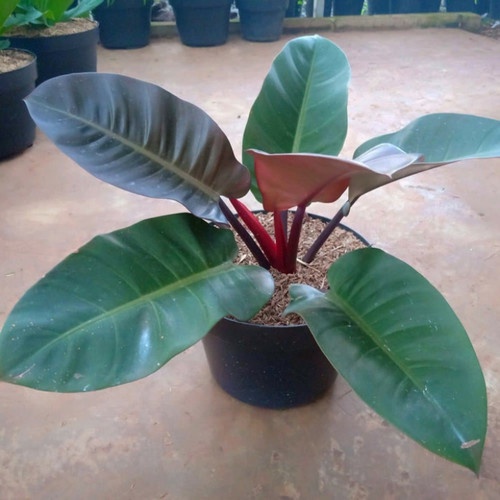 Tanaman Philodendron Black Cardinal Tanaman Philo Murah Terawat Tanaman Rimbun