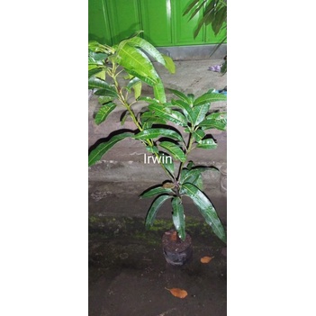 bibit mangga irwin super