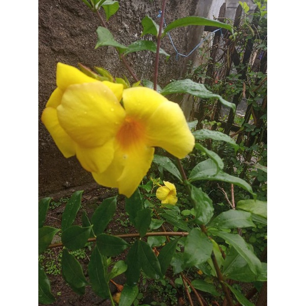 Tanaman bunga alamanda bunga terompet kuning