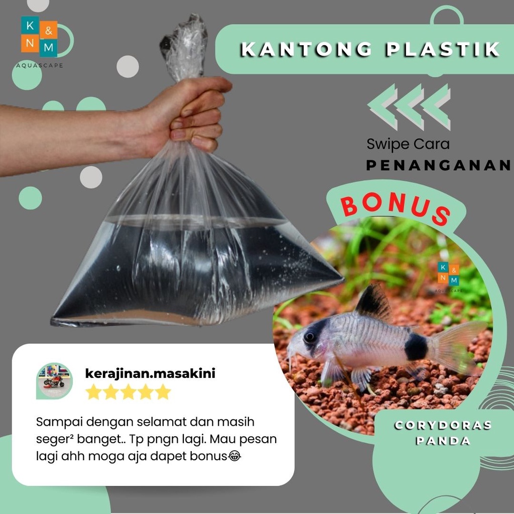 Kantong Plastik Free Corydoras Panda Ornamen Aquarium Aquascape Akuarium