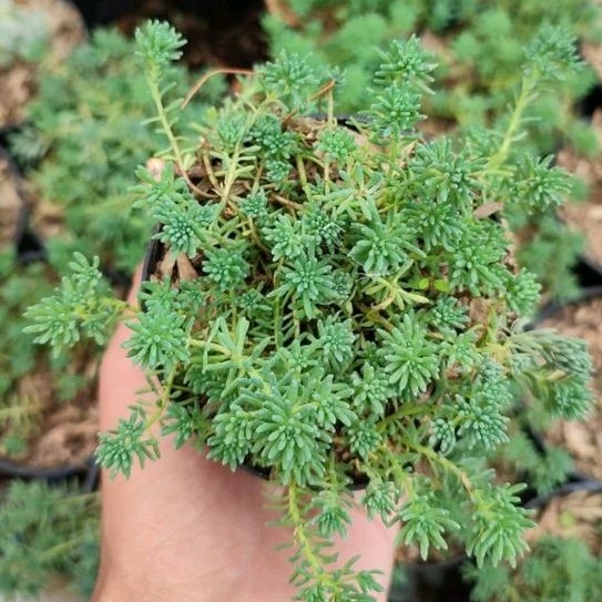 Sukulen Sedum Reflexum Mini Rimbun