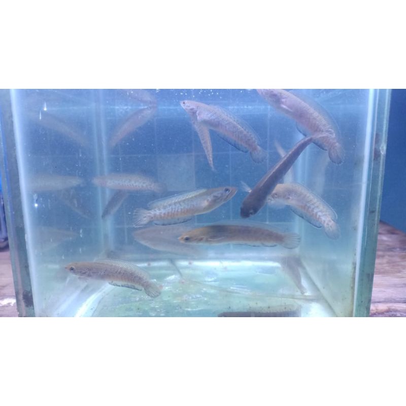 BABY CHANNA ANDRAO || SIZE 5-7 CM