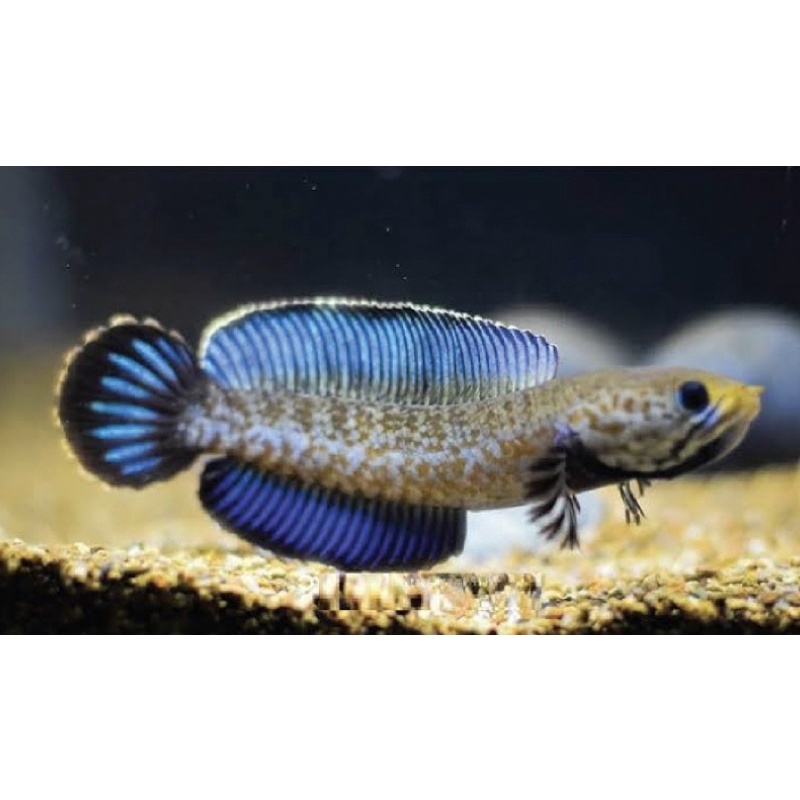 [PROMO] andrao baby full pelet, 3-4 cm, ikan istimewa, corak bagus