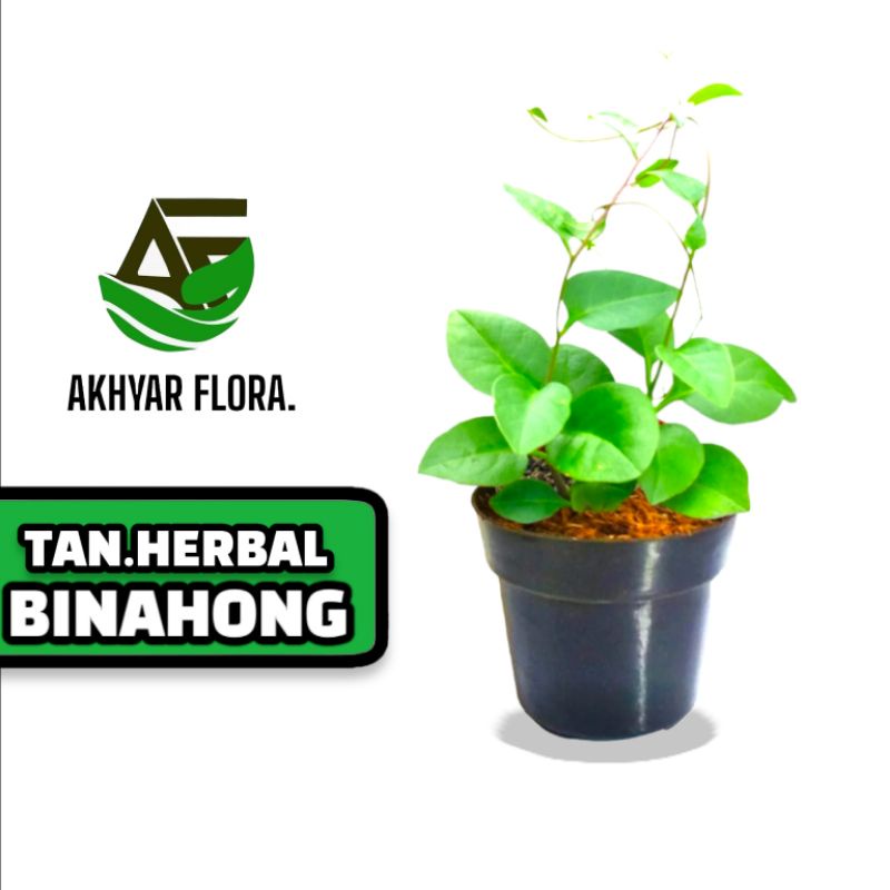 Tanaman Binahong Bibit Tanaman Herbal Binahong Obat
