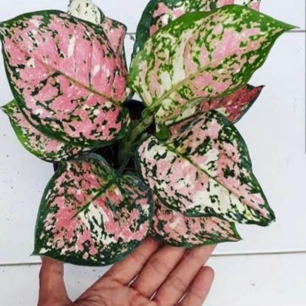 ☆ aglonema tri colour anakan ♖