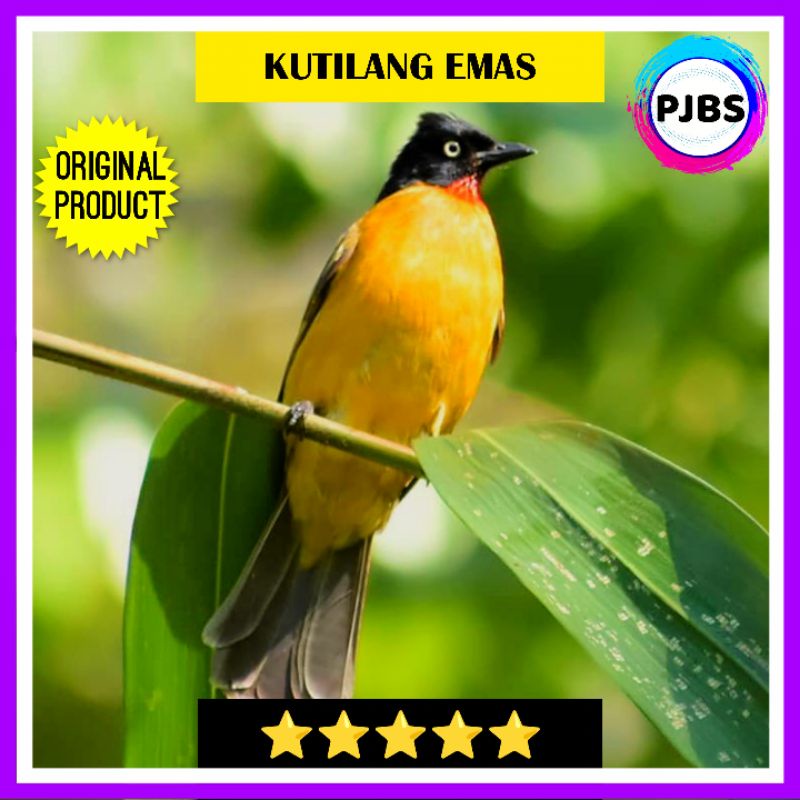 BURUNG KUTILANG JANTAN BAHAN PILIHAN