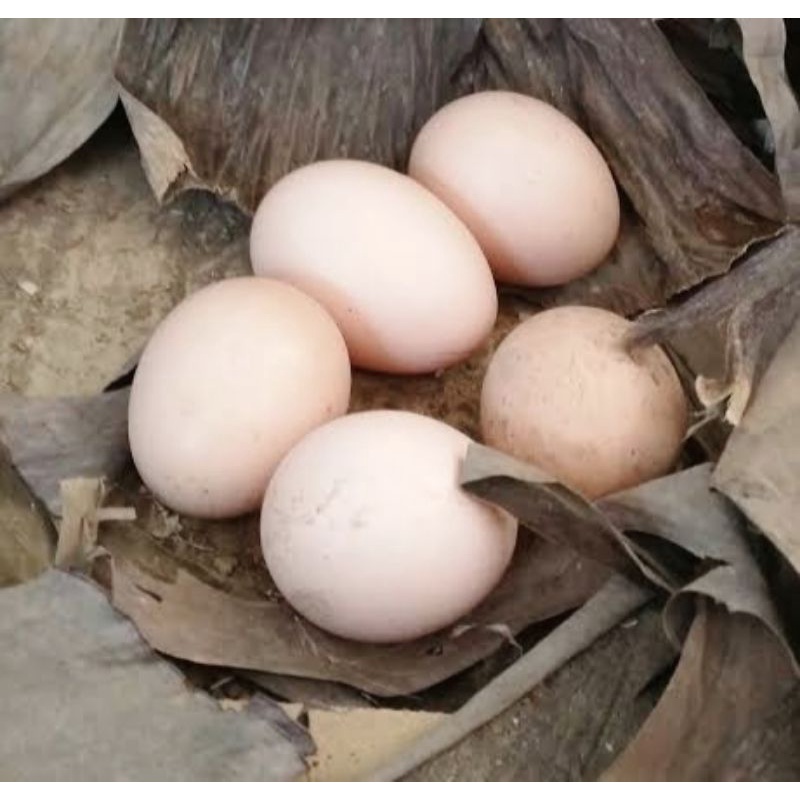 

telur ayam kampung asli kalimantan barat