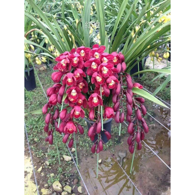Anggrek Cymbidium dark red f1 Tanaman hias indoor & outdoor HP / Anggrek murah