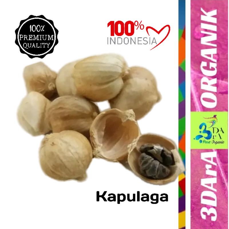 

Kapulaga Jawa 500gr - Kapulaga Lokal Premium Asli Tanpa Campuran