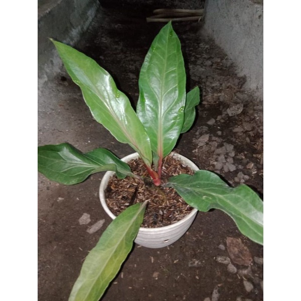anthurium obor merah