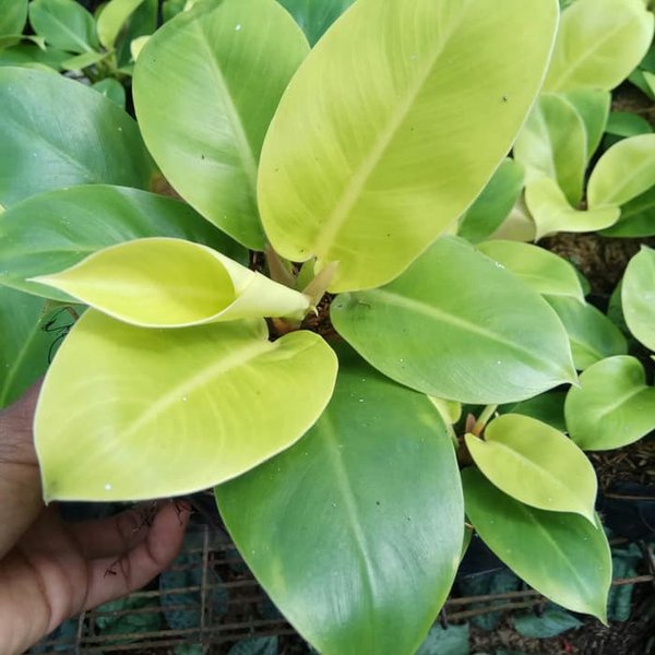 Philo moonlight/ Bunga philo moonlight / Tanaman Hias Hidup/ Tanaman Hias Murah Meriah/ Tanaman Hias