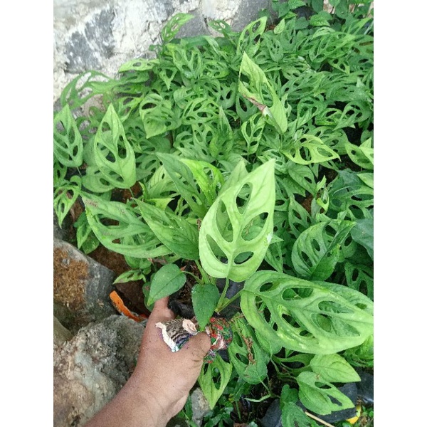 janda bolong monstera Adansoni janda bolong tanaman Janda bolong6