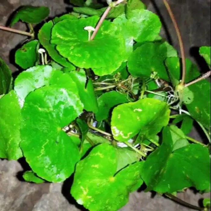 

DAUN PEGAGAN | ANTANAN SEGAR 500 GRAM