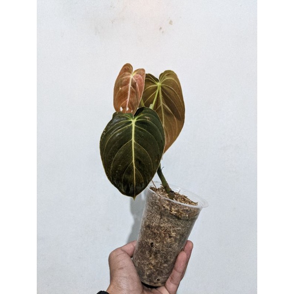 Philodendron Melanocrysum Tanaman Melano Ori