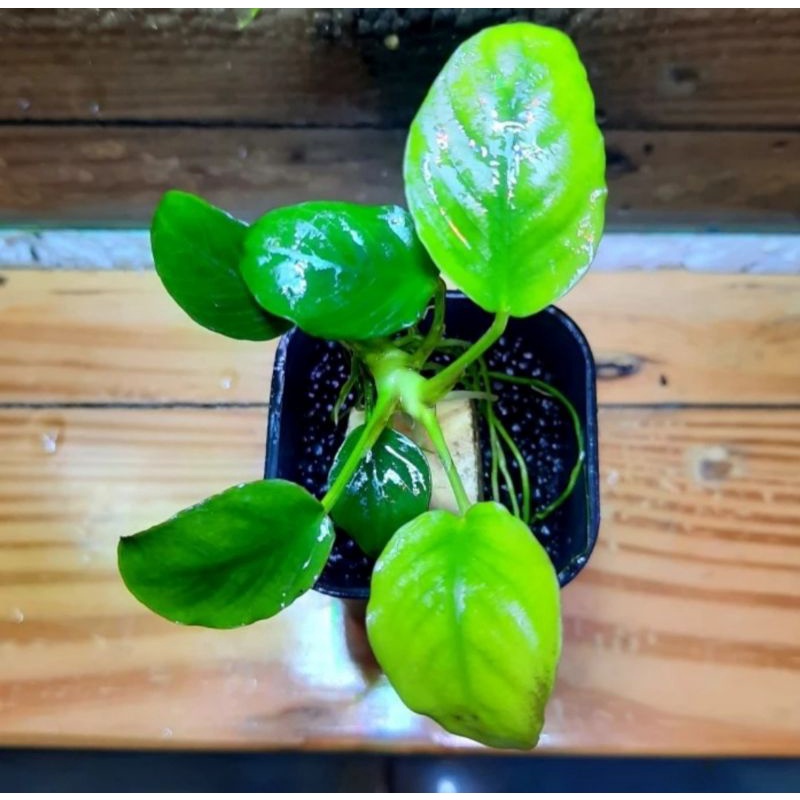 Anubias panda oon