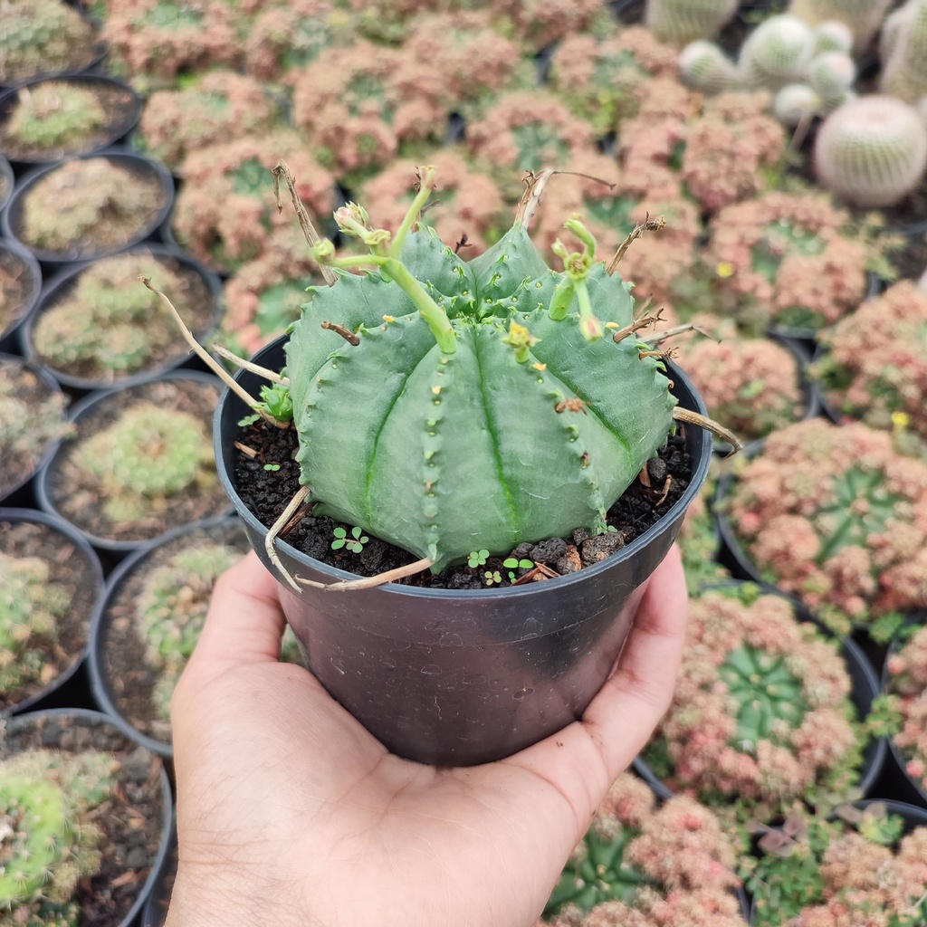 Euphorbia Valida | D 10 Cm | Kaktus