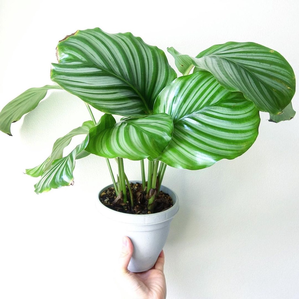 Calathea Orbifolia Daun Bulat / Tanaman Hias Hidup / PROMO MURAH BISA COD  / Bunga Hias Cantik untuk