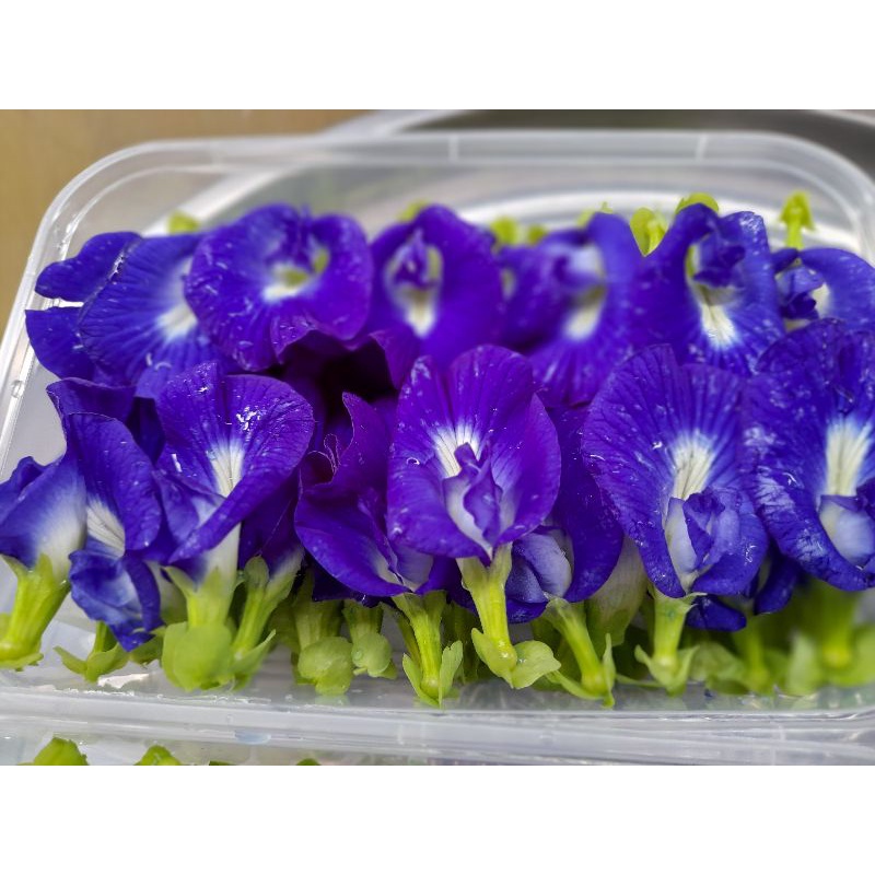 

Edible flower (bunga telang segar )