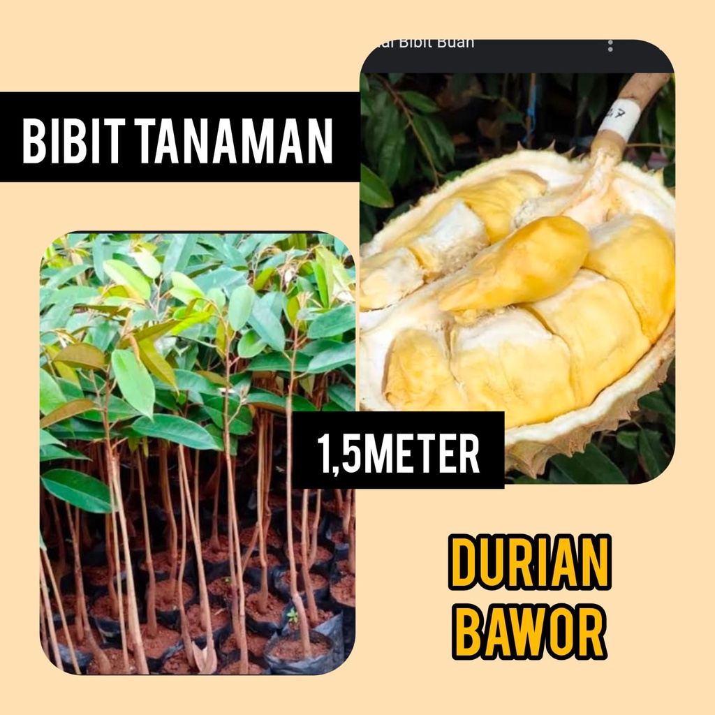 Bibit durian Bawor 1.5 Meter