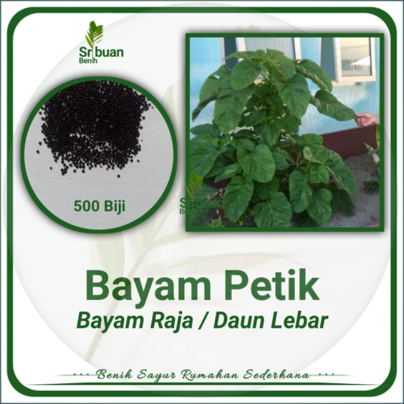 ± 500 Biji Benih Bayam Raja Lokal Bayam Petik Bayam Daun Lebar