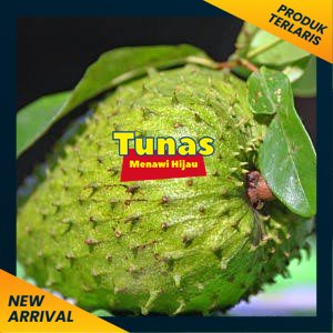 Bibit sirsak madu jumbo super manis