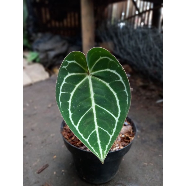 anthurium magnificum hybrid
