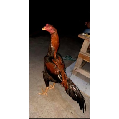 Vitamin Kesehatan Ayam Bonus Ayam Plucker Jawara