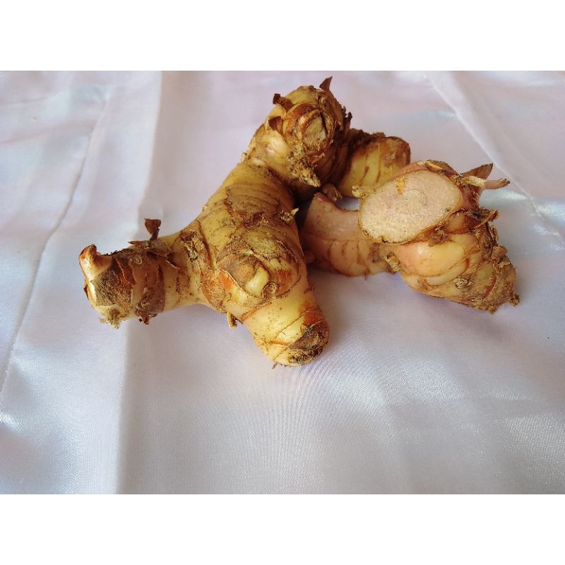 

LENGKUAS/LAOS SEGAR/500 GRAM/SUPER