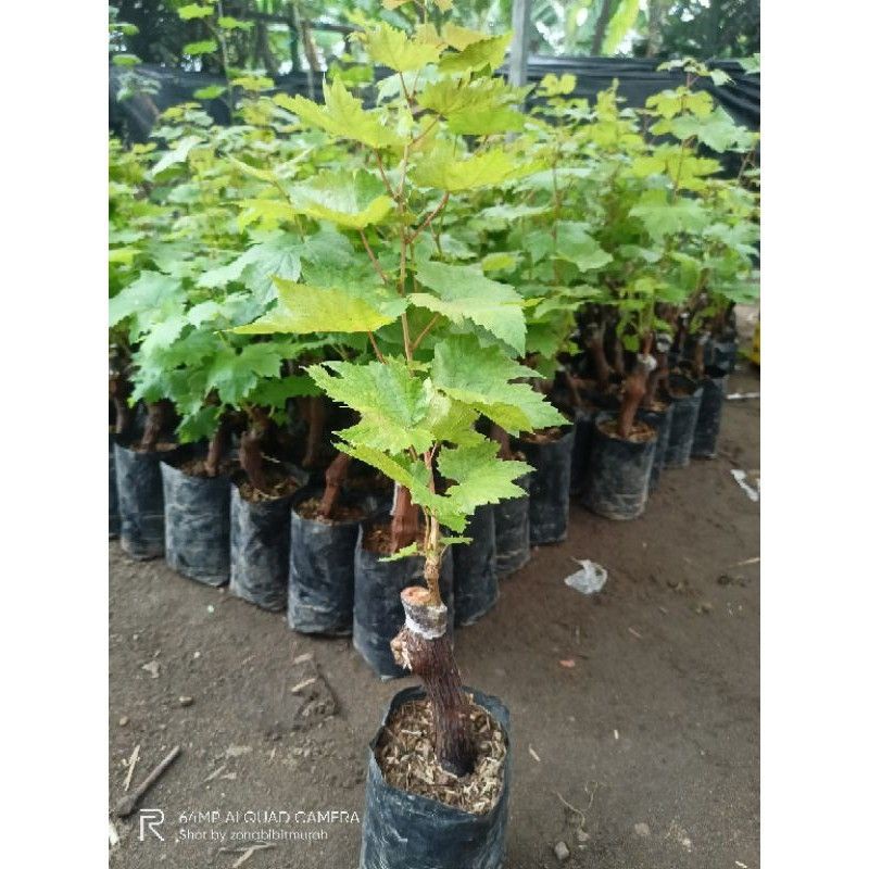 Bibit Anggur Import Moondrop Sweet Saphire Grafting - pohon anggur import