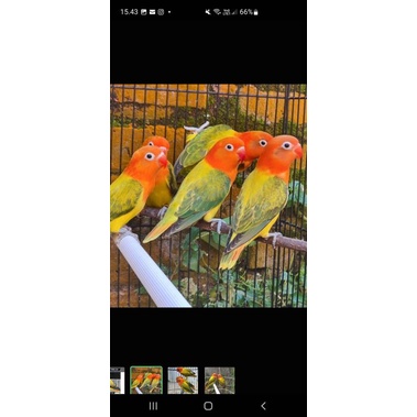 Lovebird Biola Ewing Gold Paud