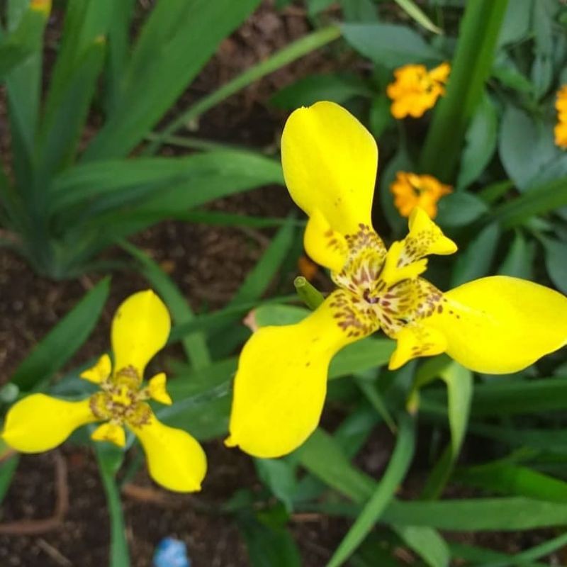 Tanaman Hias Bunga Iris kuning - Bunga Airis kuning - TitipBibit