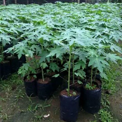 Bibit pepaya california / Pohon pepaya california / Pohon Pepaya