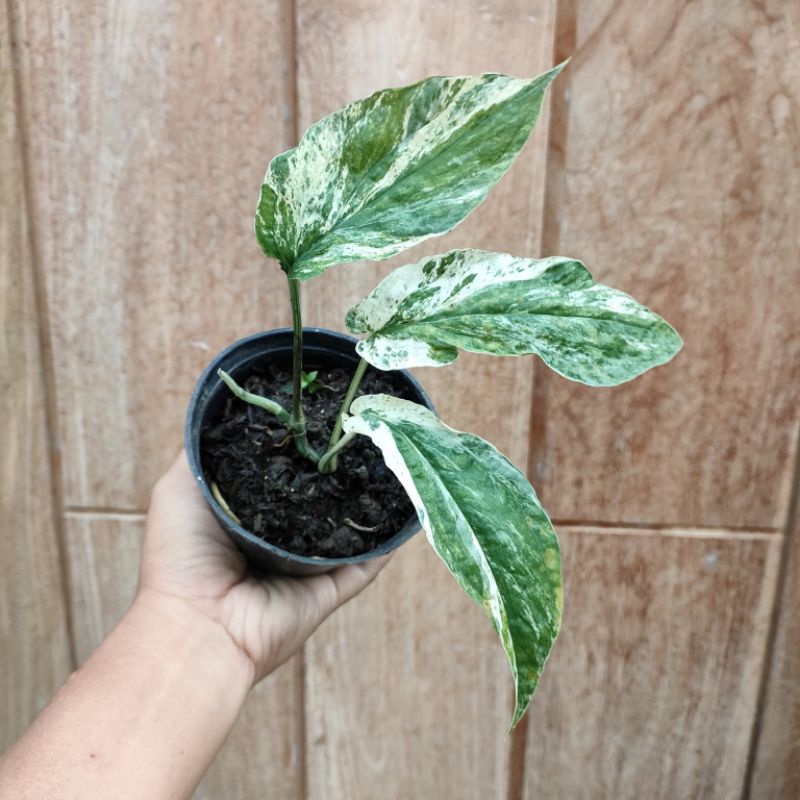 Tanaman Hias Amydrium Varigata