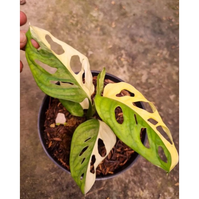 tanaman hias janda bolong varigata Jepang