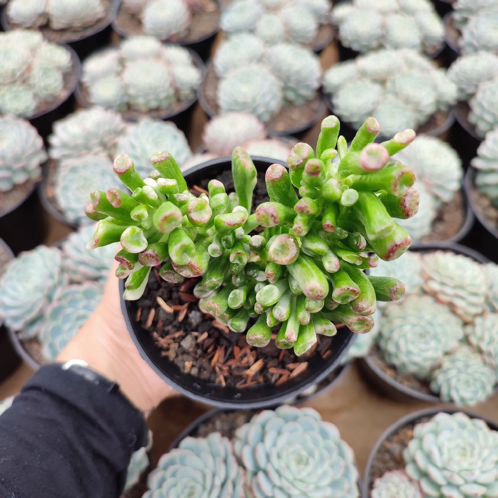 Crassula Ovata Gollum Variegated | D 10 Cm | Sukulen