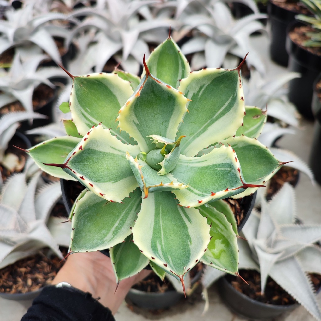 Agave Potatorum | D 12 Cm | Kaktus