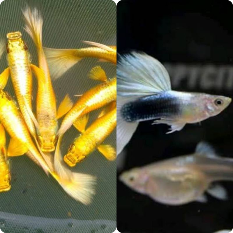 PAKET HEMAT 2 Pasang  guppy super gold & Hb white