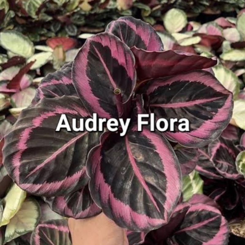 Tanaman Hias Calathea Pink Jessy - Calathea Pink