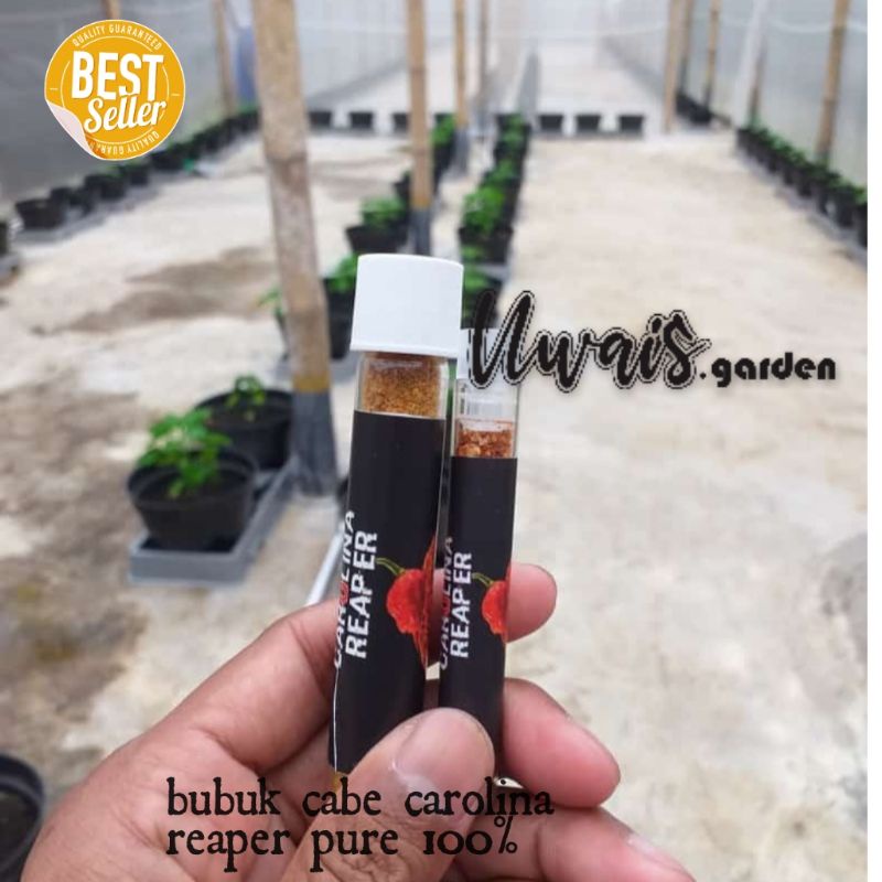 

Bubuk Halus Cabe Terpedas Di Dunia Carolina Reaper Pure 100% 1,5g