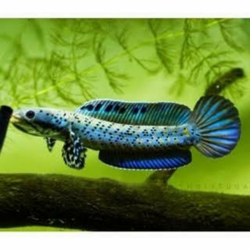 Progresan Channa Orna, Orcha, Orna Grade A+