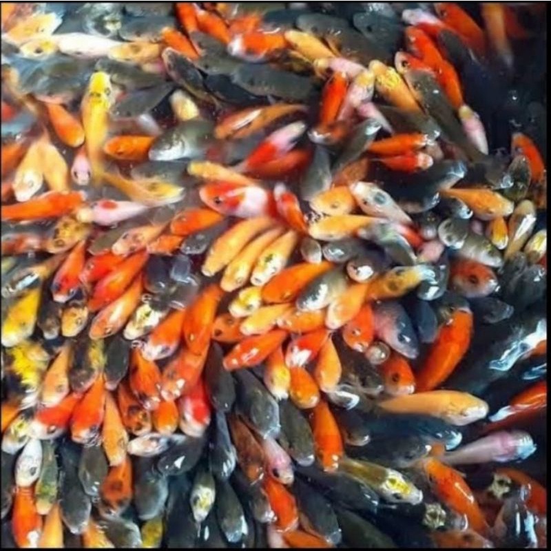 anak ikan mas pakan ikan predator 2/5 cm anak ikan mas umpan ikan predator gojek grab