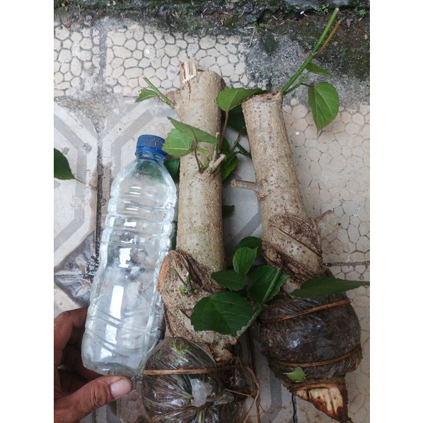 CANGKOKAN WARU THAILAND BAHAN BONSAI MAME POTONGAN BOGEL RUAS LUMAYAN RAPAT