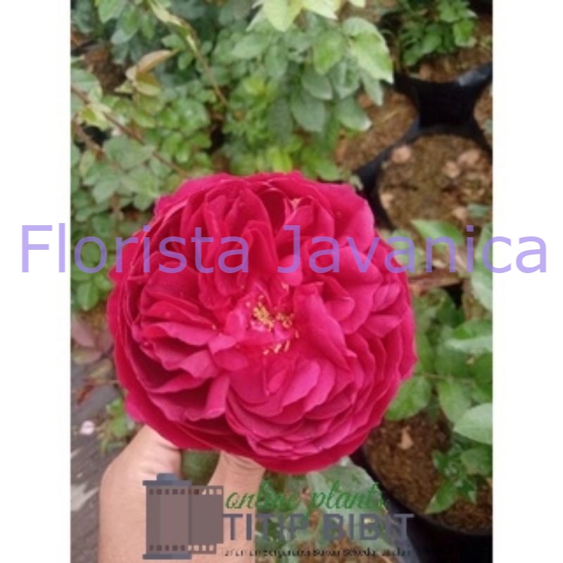 Tanaman Bunga Mawar Autumn Rouge Dewasa Berbunga Import Rose - TitipBibit