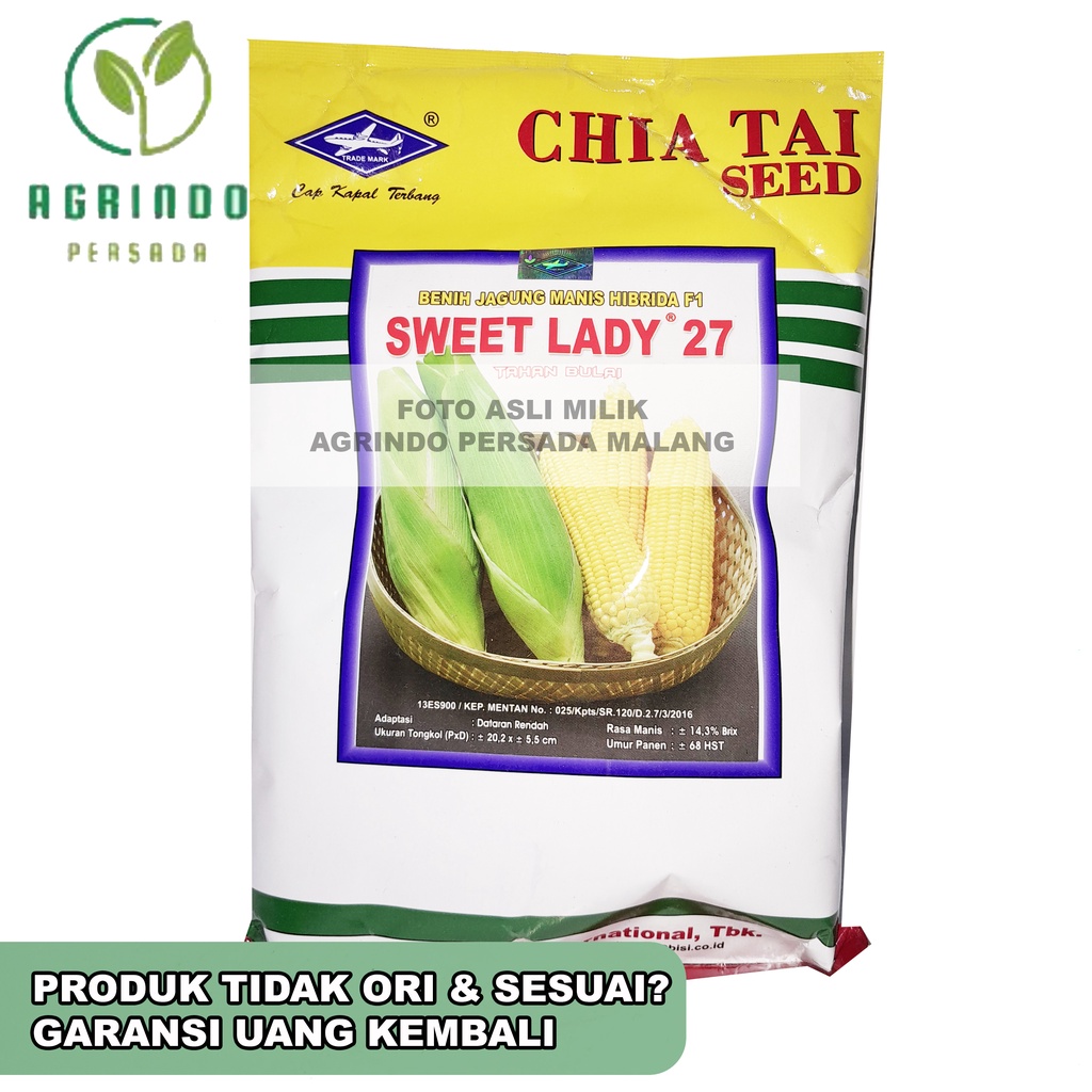 Benih Jagung Manis Sweet Lady 27 500 gram Cap Kapal Terbang