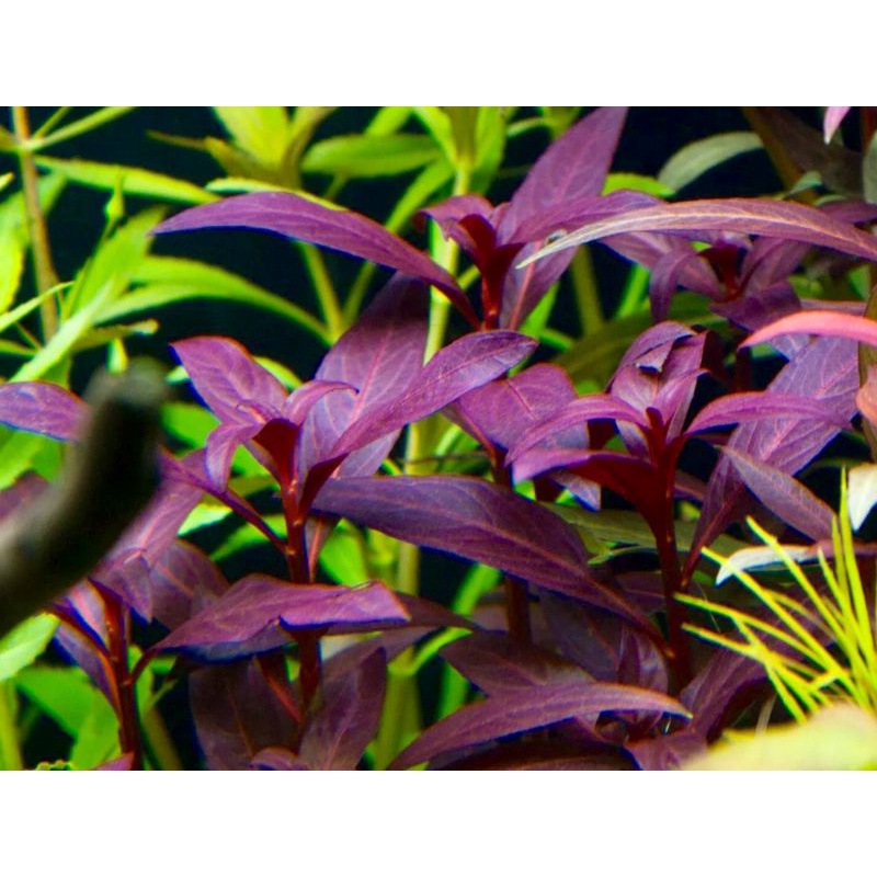 Ludwigia Glandulosa - Tanaman Aquarium Aquascape