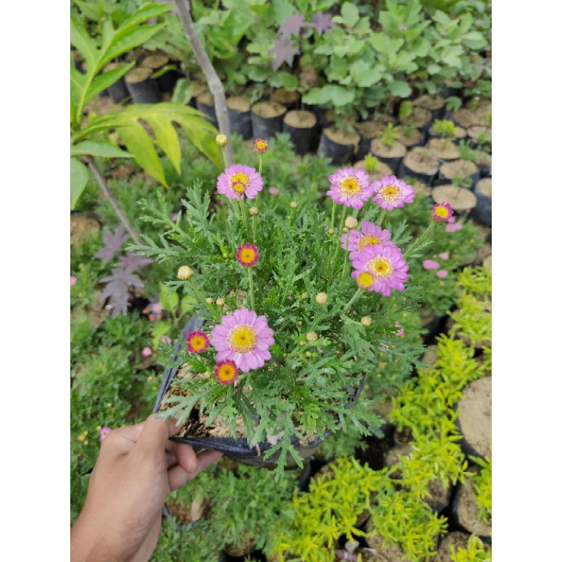 Tanaman Hias Kenikir Cosmos Daisy / Kenikir Pink Pohon Hidup - TitipBibit