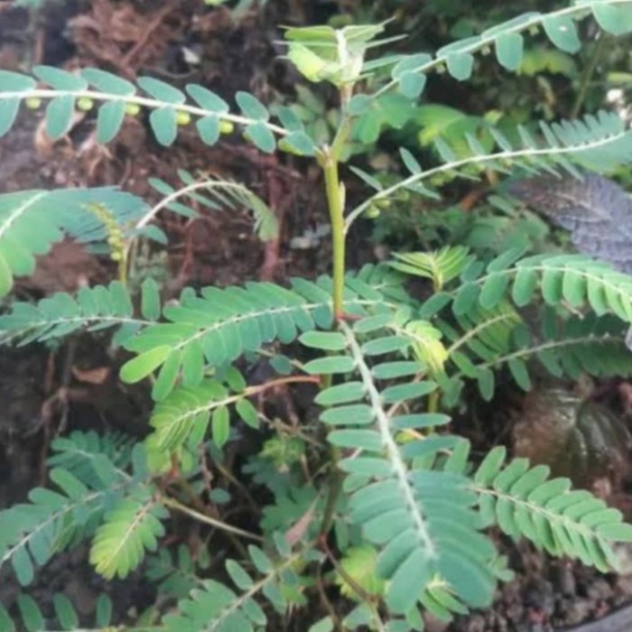 

daun Meniran segar 1 kg