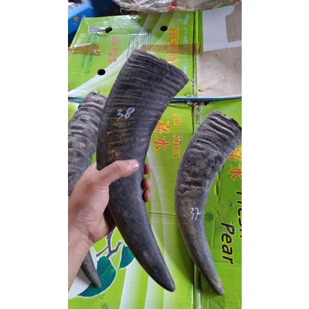 BAHAN KERAJINAN TANDUK KERBAU HITAM KOSONGAN TIDAK PADAT TANDUK KEBO KECIL TANDUK JANTAN PANJANG LEN